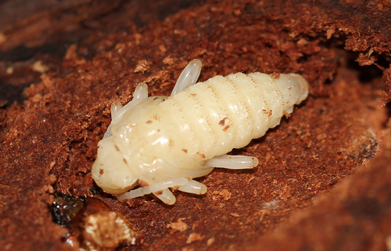 larva Cerambycidae? S, cfr. Rhagium inquisitor